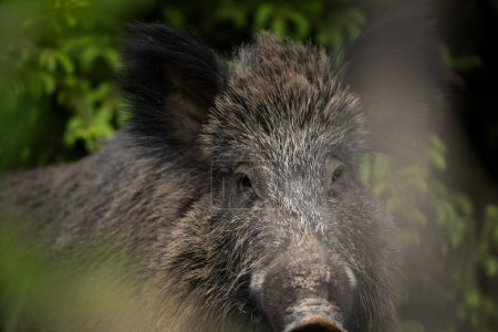 Photo for Wild sow in the spring forest. Wild boar with small piglets. European wildlife in the forest. - Royalty Free Image