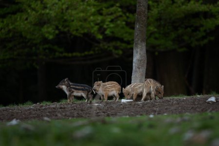 Foto de Cerda silvestre en el bosque de primavera. Jabalí salvaje con lechones pequeños. Vida silvestre europea en el bosque. - Imagen libre de derechos