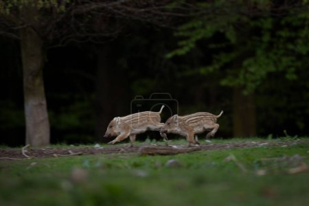 Wildsau im Frühlingswald. Wildschweine mit kleinen Ferkeln. Europäische Wildtiere im Wald.