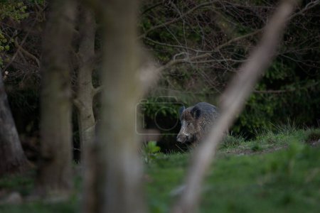 Foto de Cerda silvestre en el bosque de primavera. Jabalí salvaje con lechones pequeños. Vida silvestre europea en el bosque. - Imagen libre de derechos