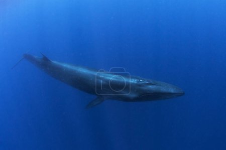 Sei whale near the Azores islands. Whale near the surface. Marine life in ocean. 