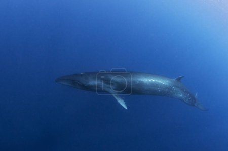 Sei-Wal in der Nähe der Azoren. Wale in der Nähe der Oberfläche. Meeresleben im Ozean. 