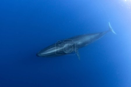 Sei whale near the Azores islands. Whale near the surface. Marine life in ocean. 