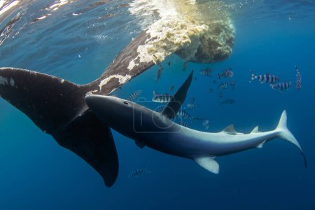 Pelagische Blauhaie suchen auf dem offenen Ozean nach Nahrung. Blauhai in der Nähe des Walkadavers. Haie fressen den Kadaver. Meeresleben im Atlantik. 