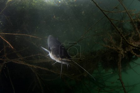 Catfish nage dans les eaux sombres. Catfish cherche de la nourriture. Plongée nocturne dans le lac. Gros poisson avec de longs barbillons. 