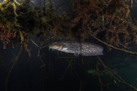 Wels catfish is near the bank. Wels during dive. European fish in fresh water. Huge fish with wide mouth and long barbel. 