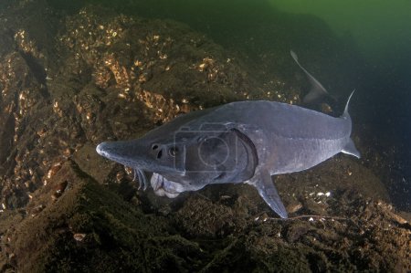 Sturgeon is feeding in the lake. Siberian sturgeon in the deepwater. Prehistoric fish with long body in dark water. 