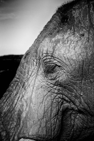 close up image on an african elephant in the wild South African bush