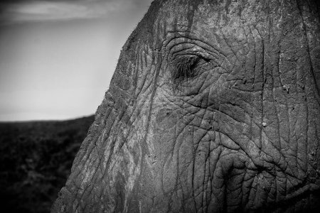 imagen de cerca en un elefante africano en el salvaje arbusto sudafricano