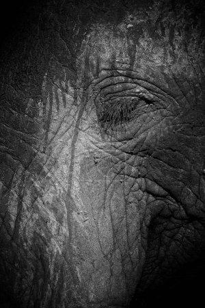 close up image on an african elephant in the wild South African bush