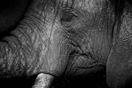 Nahaufnahme eines afrikanischen Elefanten im wilden südafrikanischen Busch