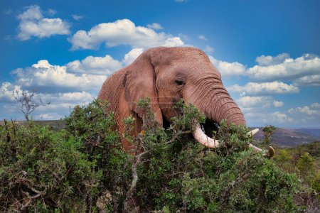 african elephant roaming freely and peacefully feeding in the vast expanse of a South African bush landscape