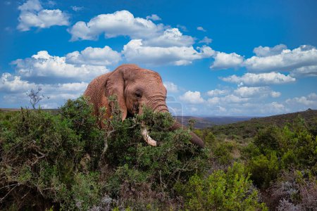Afrikanischer Elefant streift frei und friedlich durch die Weite einer südafrikanischen Buschland-Landschaft