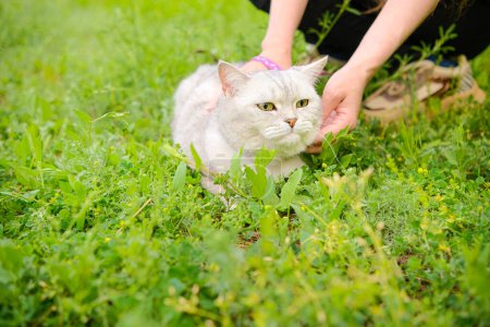 Foto de Scottish Straight gato se sienta en la hierba verde. Ella es acariciada por el dueño. Foto de alta calidad - Imagen libre de derechos