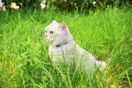 Foto de Scottish Straight gato se sienta en la hierba verde. Lleva un arnés y una correa. Gato en un paseo - Imagen libre de derechos