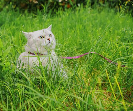 Photo for A white cat of the Scottish Straight breed sits in the green grass. She is wearing a harness and leash - Royalty Free Image