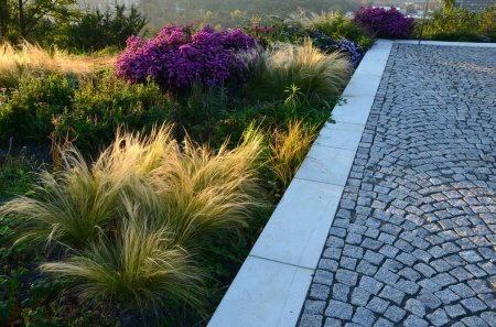 autumn flowerbed with perennials and grasses in a square with black stone cobblestone tiles, granite curbs autumn purple white and yellow asters and ornamental grasses with sage in a city park
