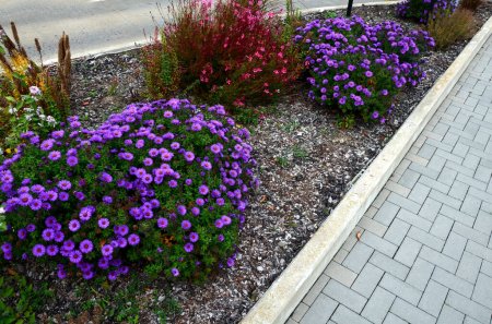 Photo for Flowering asters in flower bed form a monoculture, a carpet of flowers. behind taller grass. cobblestone concrete brick tiles floor, gray colour  cement curb, bark, mulch - Royalty Free Image