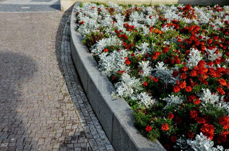 Téléchargez les photos : Crazy annual bed with a pink-orange combination of flowers. Large retaining walls of rounded sandstone in the square near the fountain. carpets of flowers in an unusual color grid - en image libre de droit