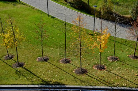 Foto de Un callejón de árboles o un grupo de cortavientos. vista desde la parte superior. vista aérea de árboles recién plantados en macizos de flores en un césped verde, cortavientos, sendero, jardín, paisajismo, punto de vista de drones - Imagen libre de derechos