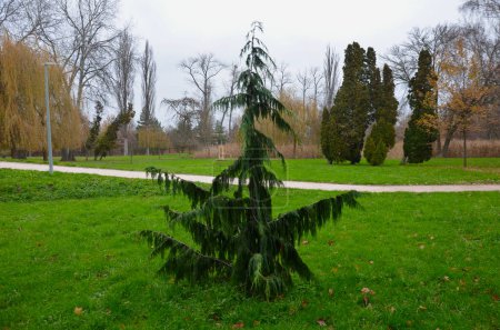 medium-sized, evergreen conifer forming a strongly weeping, pyramidal tree. Hanging from spreading branches that sweep upwards at their tips, are long trailing curtains of dark gray green foliage.