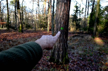 Photo for The forester shows marked trees to be felled, extracted by harvesters, or by foresters with a chainsaw. instructs loggers which marked tree will be left to spread seeds - Royalty Free Image
