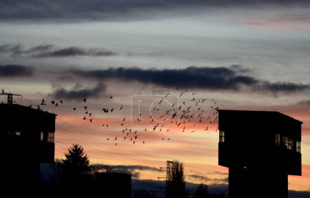Photo for Evening or morning scene with towers, flocks of pigeons fly between them. prison watchtowers or border checkpoints looking ominously at the other side of the border. only birds are free - Royalty Free Image