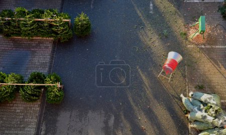 Photo for Sale market with saplings. rows  saplings in stands in rows shelves according to size. rounding end of the trunk into stand using an electric cutter. seller lives in caravan, parking lot, sunny, yard - Royalty Free Image