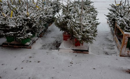 Téléchargez les photos : Vente d'arbres de Noël avec un forfait. les arbres ont des racines dans un pot de fleurs recouvert d'une feuille de plastique. ils sont vendus dans des maisons de jardinage et de loisirs commerciaux. centre de jardin, palettes - en image libre de droit