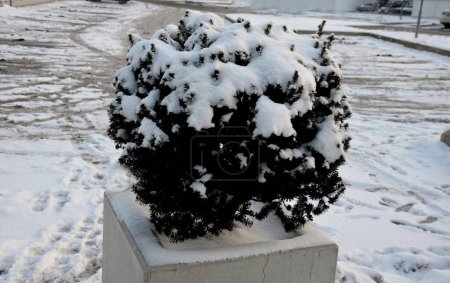 Photo for Yew sphere, ball shaped green in concrete flower pot adornment garden pebbles pebbles white limestone marble, snow, covered - Royalty Free Image