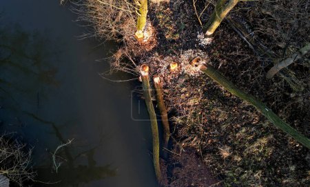 Foto de Castor fibra de castor europeos árboles de tala mordiendo dientes royendo troncos come corteza de árbol y también construye diques donde tocón árboles de álamo caído en el estanque de dique, obstruido, botellas de plástico, arroyo, río - Imagen libre de derechos
