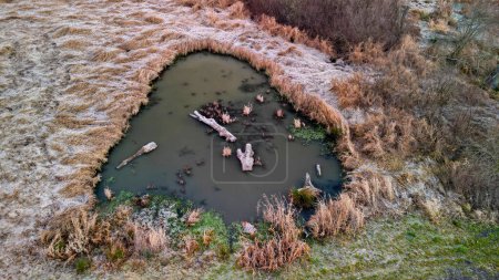 Photo for Winding stream with ponds. people renewed the zigzagging cancel melioration, measures to maintain water in the landscape. a pond with a drowned tree is surrounded by lying frozen grass like fur - Royalty Free Image