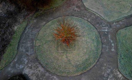 Foto de Roundabout with one tree inside in the center. grassy areas and paths in the park. winter frozen lawn, oak, hornbeam, beech - Imagen libre de derechos