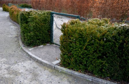 Photo for Yew hedges can be shaped even very narrow ones. it grows slowly and can withstand a deeper cut into older branches. perfect barrier from a neighbor, hornbeam, gate, wire fence, playground, maze - Royalty Free Image