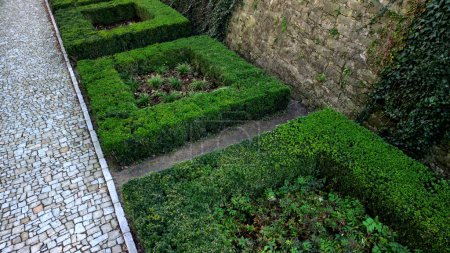 Photo for Cut squares of flowerbed edging in a historic garden made of boxwood hedges. courtyard of castle along cobblestone path row of squares frozen ice, snowing  evergreen topiary, ivy, creeper, above, top - Royalty Free Image