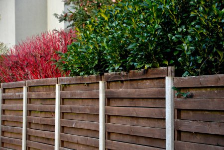 Foto de An evergreen shrub in front of a fence of light wood planks will improve the opacity of the street, solid brown, noise wall, red branches, bush, vibrant colors - Imagen libre de derechos