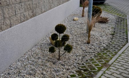 Téléchargez les photos : On the edge of the sidewalk is a bed of gray mulching pebbles. conifer with multiple trunks and round cut twigs. bonsai, japanese - en image libre de droit