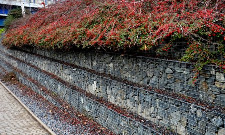 Foto de A staircase-like gabion wall is a supporting structure. a rockery bush is growing over it. in autumn it is covered with red fruits. covering plant, overhanging, berry, stone, road side, sidewalk - Imagen libre de derechos