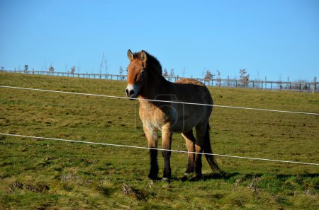 Foto de Critically endangered species of wild horse in an enclosure with an electric fence. stout horses graze in the meadow - Imagen libre de derechos