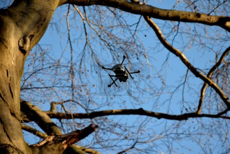 Foto de Checking health status of solitary trees in landscape park. before start of visitor season, tree inspected by dendrologists. drones fly around branches looking for breaks and cracks, sycamore - Imagen libre de derechos
