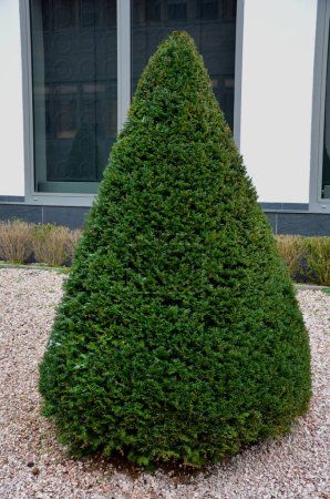 Foto de Hornbeams, yews shaped into giant cone shapes with rounded cone-shape tips. Tall hedges of bosquets evergreen rich colors of the French Baroque garden, blue sky - Imagen libre de derechos