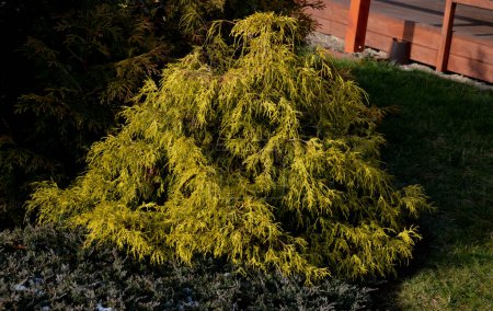 Photo for Is a conifer that deserves its name because it is compact in a regular golden ball. Frost-resistant and resistant to pollution. Isolate in rockery, flower pot. - Royalty Free Image