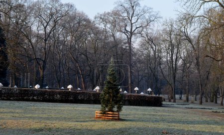 Foto de Un tipo especial de fijación de árboles recién plantados en el parque. las coníferas tienen troncos atados a cuatro polos que forman un recinto en forma de embudo. la parte superior del árbol está pintado como protección contra el robo - Imagen libre de derechos