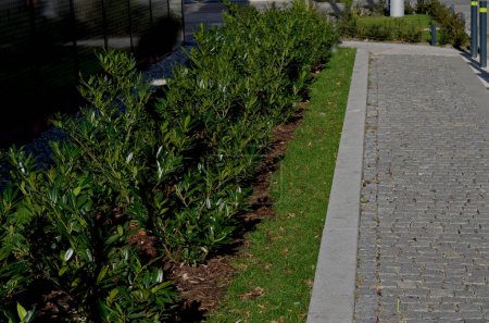 Foto de Un arbusto siempreverde frente a una cerca de alambre de madera ligera mejorará la opacidad de la calle. riego por goteo dispensa agua en las plantaciones de arbustos. El acolchado ahorra agua y reduce la evaporación - Imagen libre de derechos
