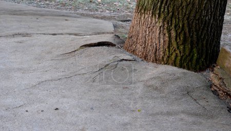 Téléchargez les photos : Abus d'arbres dans la pratique. le tronc d'un vieil arbre tente de repousser le bord de la route asphaltée. il le soulève par les racines jusqu'à ce qu'il craque. l "écorce pissée au bord du trottoir est blanche avec - en image libre de droit