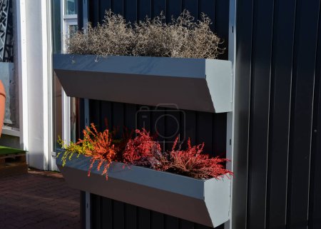 Photo for Decorative flowerpots in the trough box. decorate the entrance to the house, parking lot, industrial building. dark sheet metal facade with hanging flower pots made of metal. autumn bushes of bright - Royalty Free Image