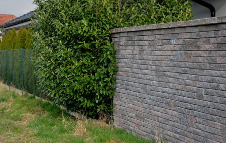An evergreen shrub in front of a fence of light wood planks will improve opacity ofstreet, old large bushes, brick, wall, gray, lush, residential, house, privacy, barrier