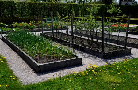 geometric rectangle shape wooden okaya flower beds. growing flowers and vegetables above ground level in raised plant pots. bulbs and utility plants in the community garden., daffodil