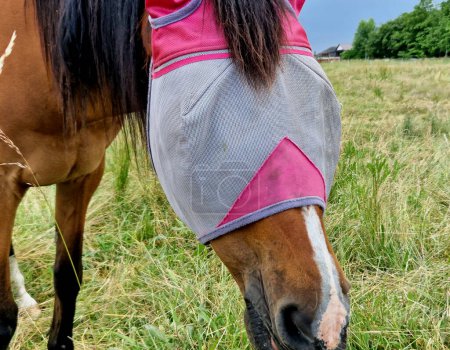 Photo for Tight-fitting horse mask against flies mesh fabric with particularly fine meshes, even small flies will not penetrate it - elastic, pleasantly light polyester fabric for optimal fit, protects eyes - Royalty Free Image