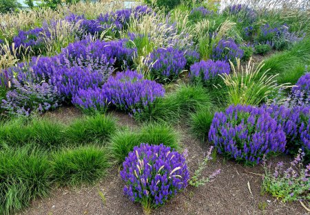 Foto de Lecho de flores exuberante fresco con el color de la flor azul y púrpura salvia combinado con hierbas ornamentales exuberante color verde lecho de flores perennes - Imagen libre de derechos